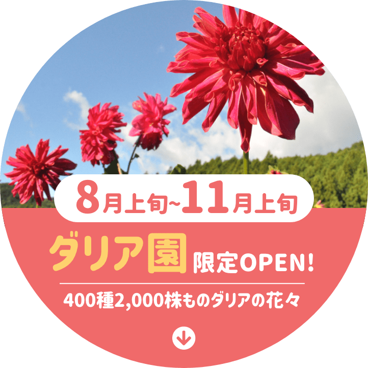 8月上旬〜11月上旬 ダリア園限定OPEN!400種2,000株ものダリアの花々