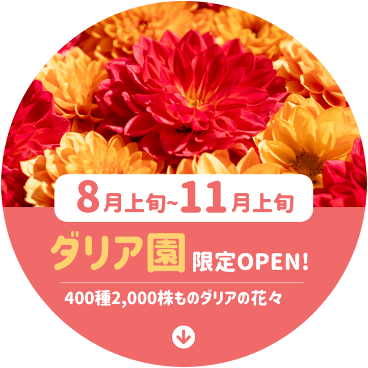8月上旬〜11月上旬 ダリア園限定OPEN!400種2,000株ものダリアの花々