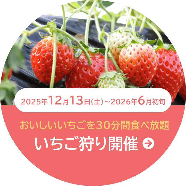 いちご狩り開催